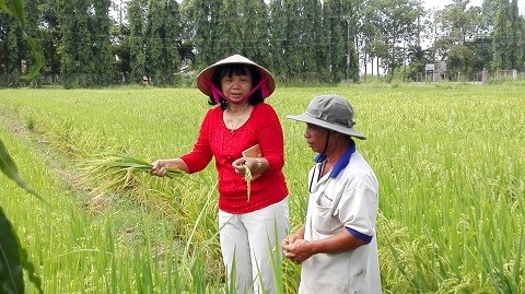 Nhà khoa học nữ luôn trăn trở với những giống lúa chịu khô hạn của nước ta (11/5/2016)